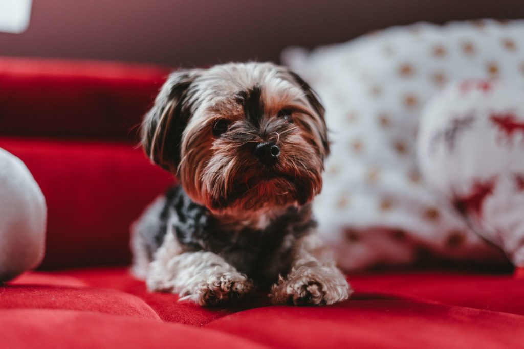 The Best Carpet Cleaner for Pets