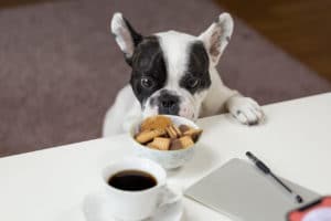 Can I Feed My Dog Human Food