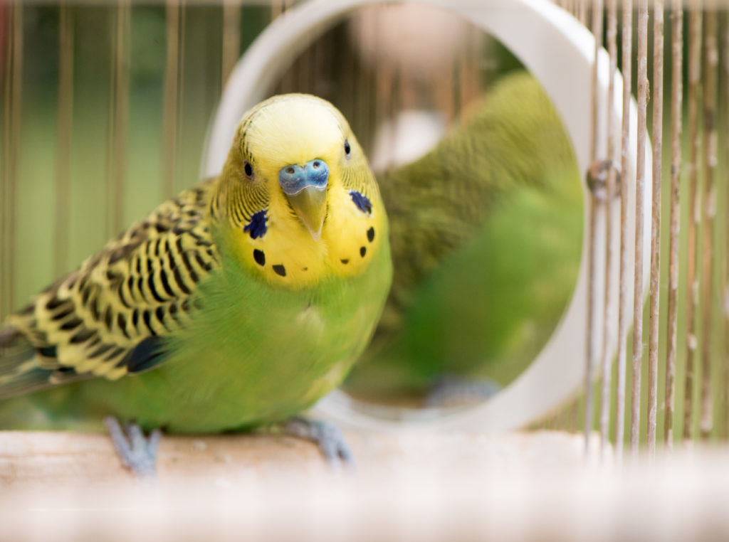 Types of Pet Birds for Your Home Pet Realm