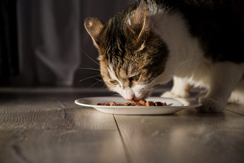 Cat Diet Matters 