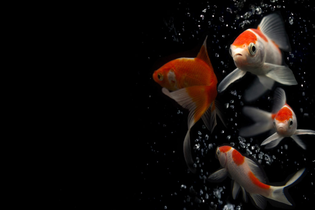 Koi Fish Care