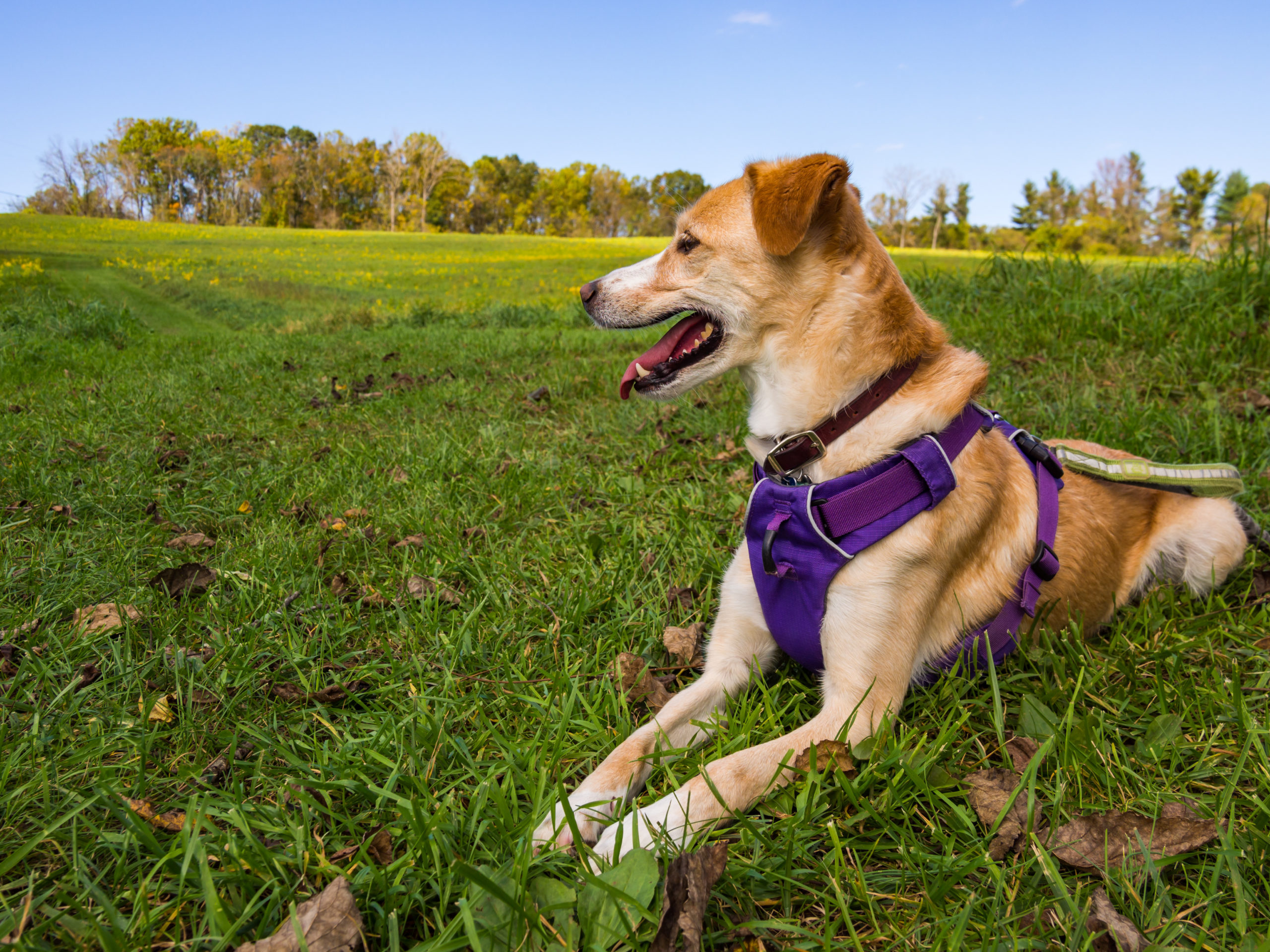 Picking the Best Easy Walk Dog Harnesses for Your Dog