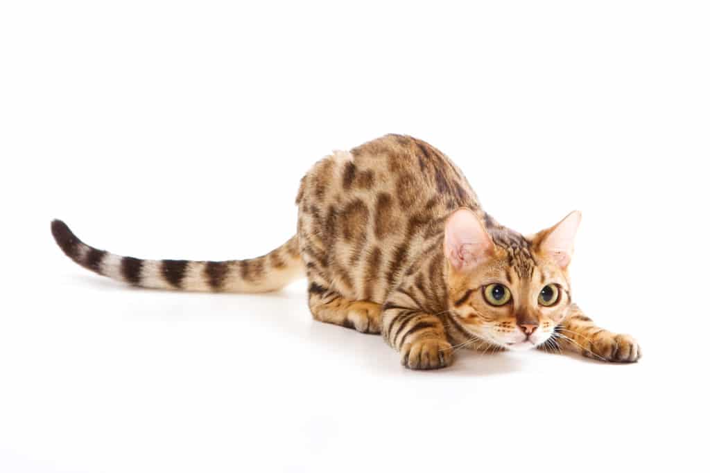 Spotted Tabby