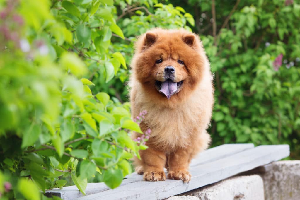 Huge fluffy clearance dog