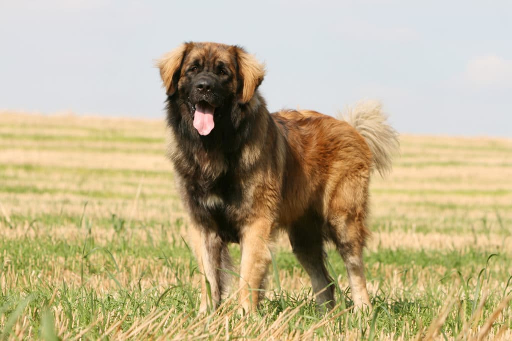 Leonberger Big Fluffy Dog