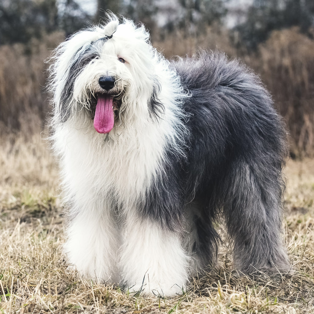 Big store fluffy sheepdog