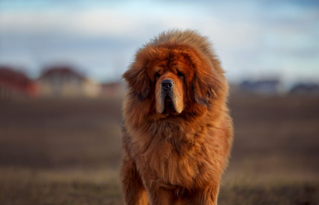 Big huge fluffy clearance dog