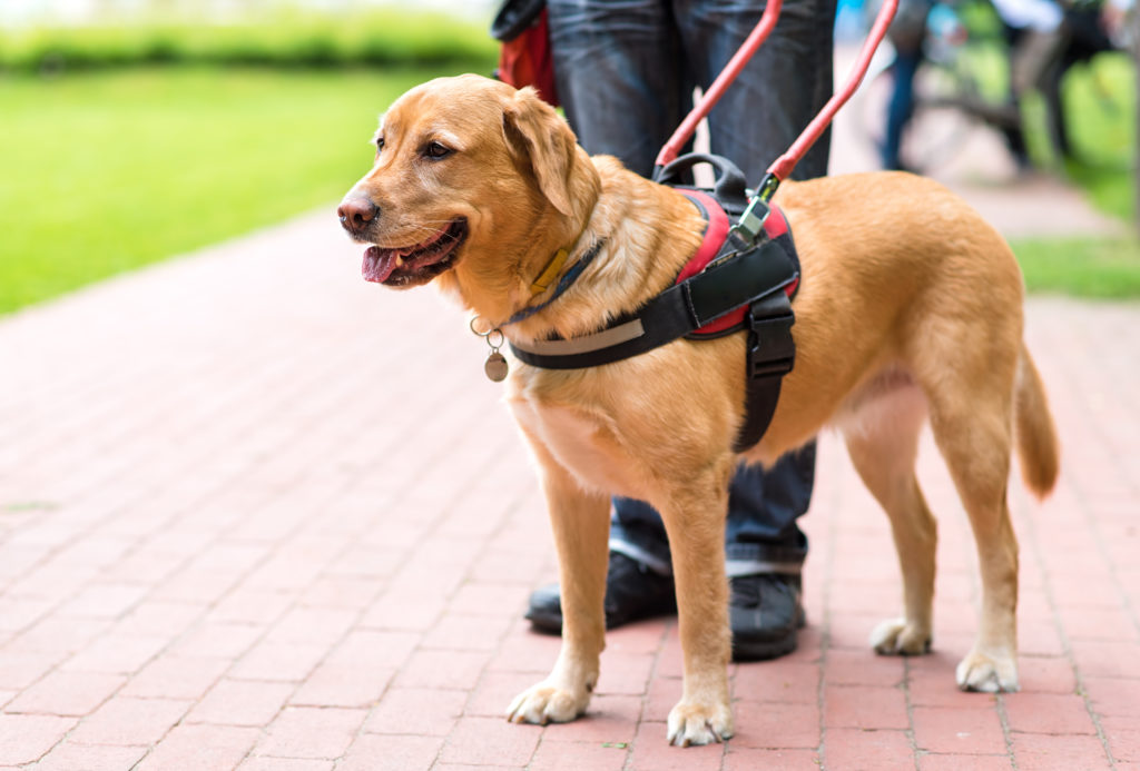 Service Dog in Training Vest