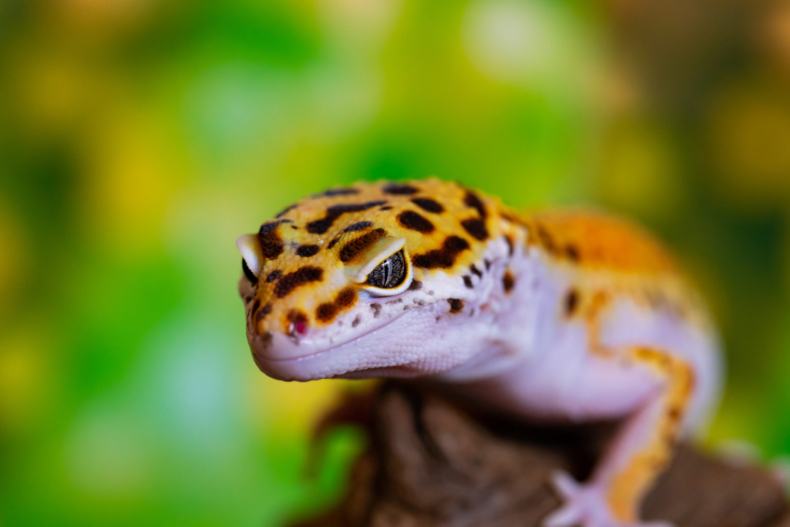 Common Leopard Gecko