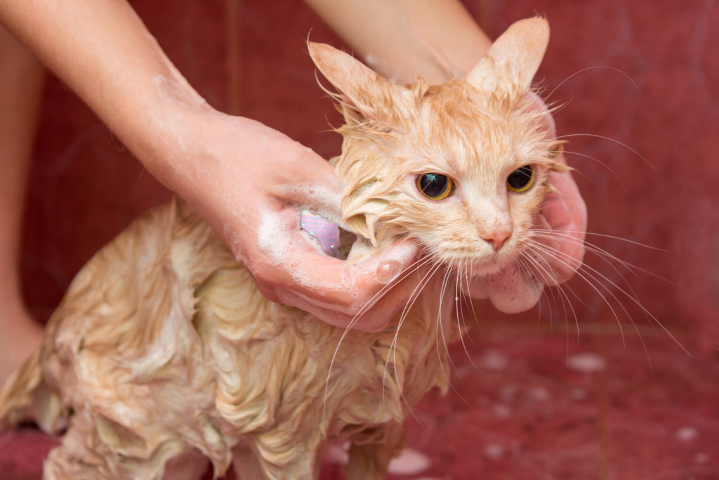 Do Cats Need Baths? 