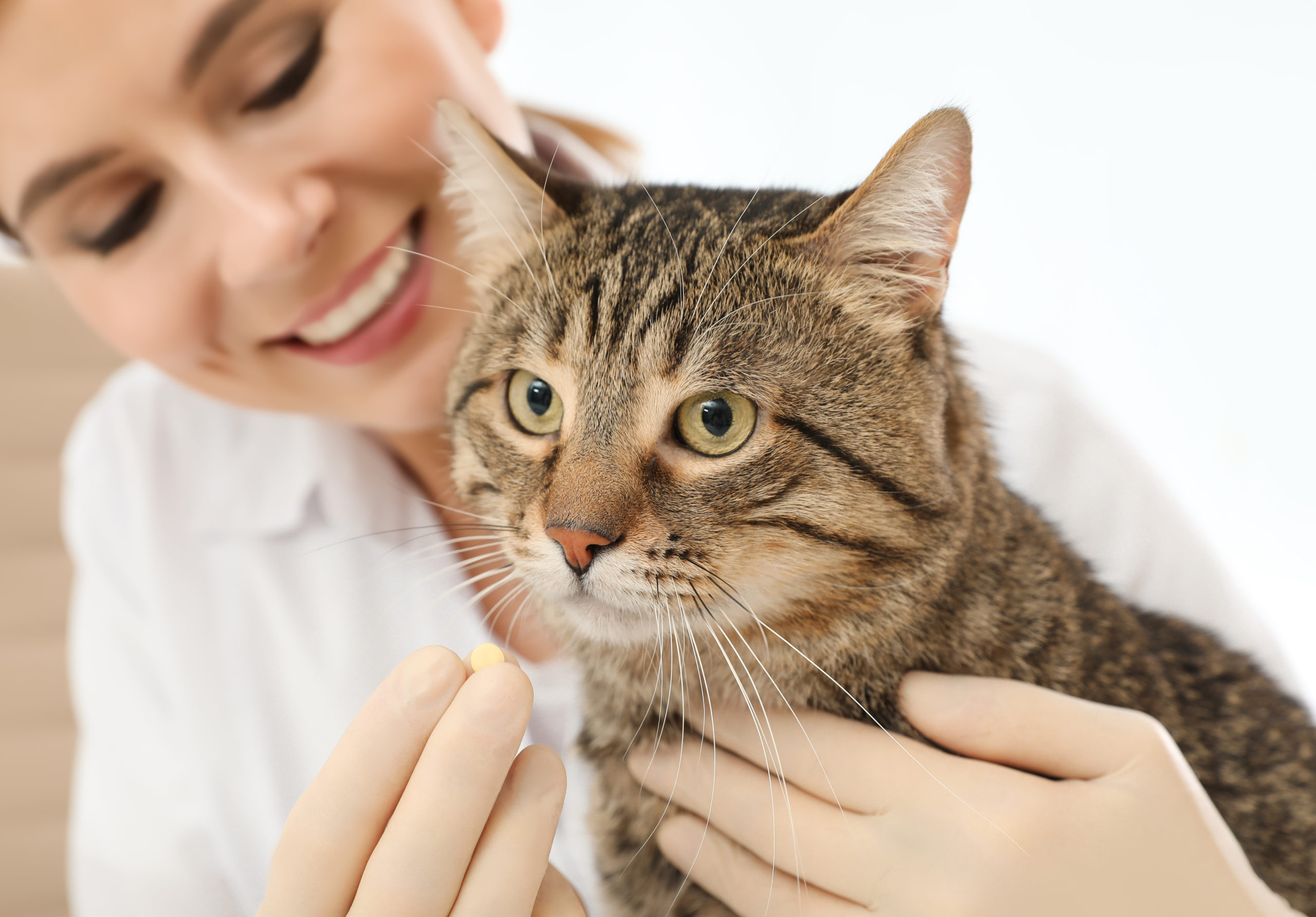 Tips on How You Can Give Your Cat a Pill