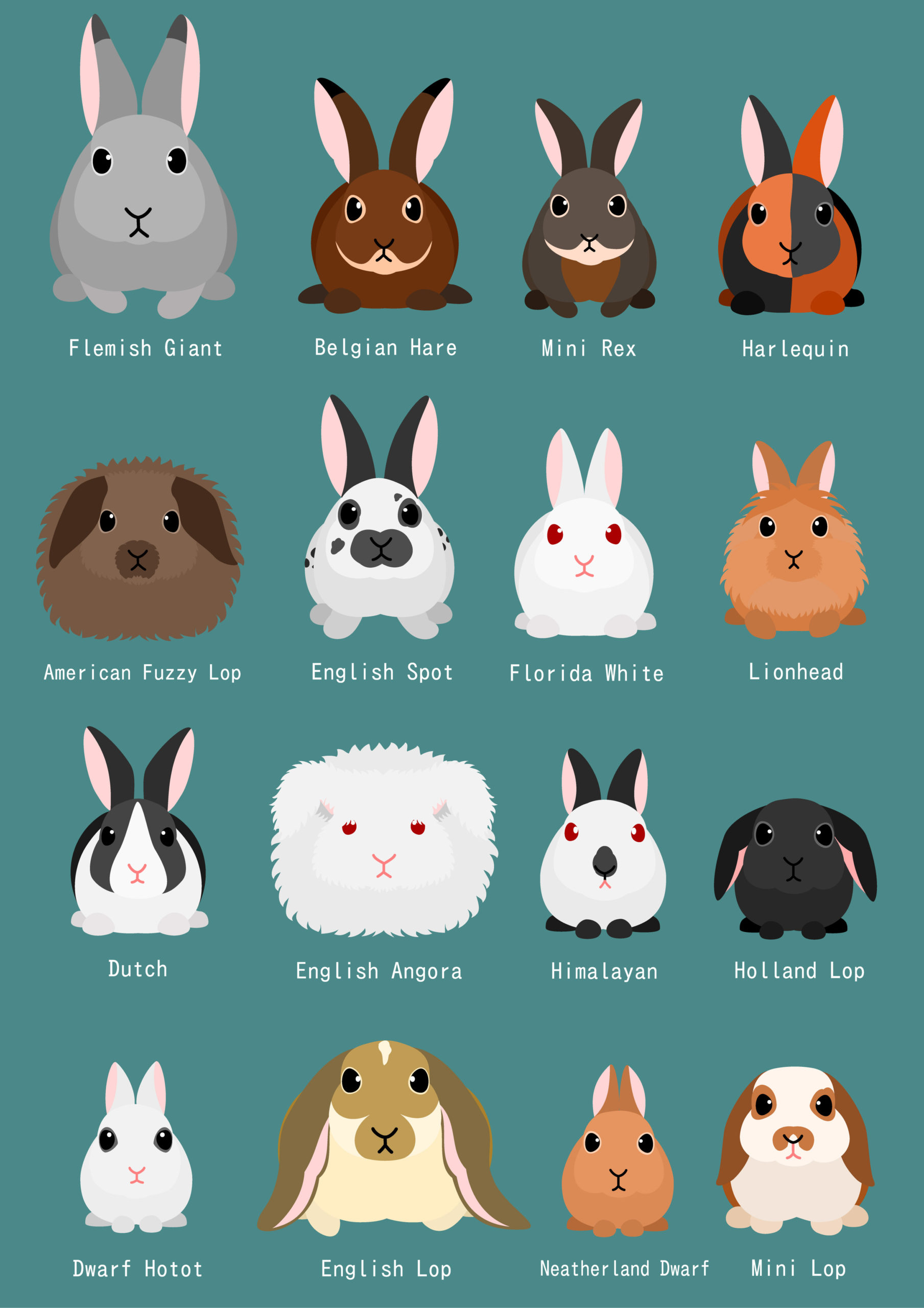 Identification Rabbit Color Chart