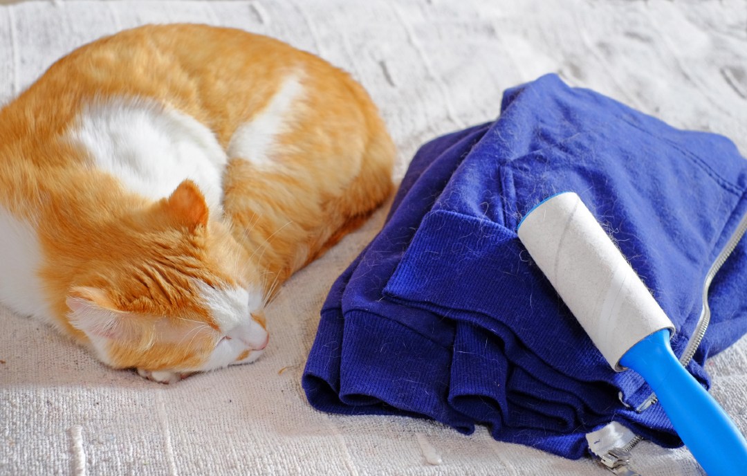 How to Get Cat Hair Off Your Clothes | Pet Realm