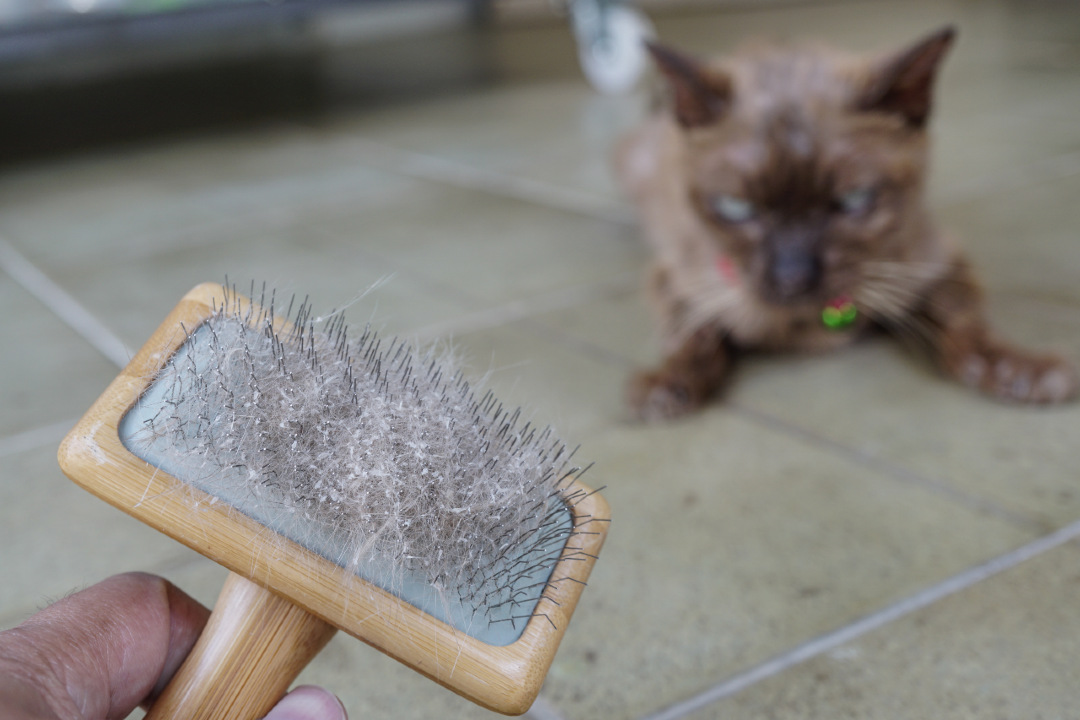 What to Do About Cat Dandruff