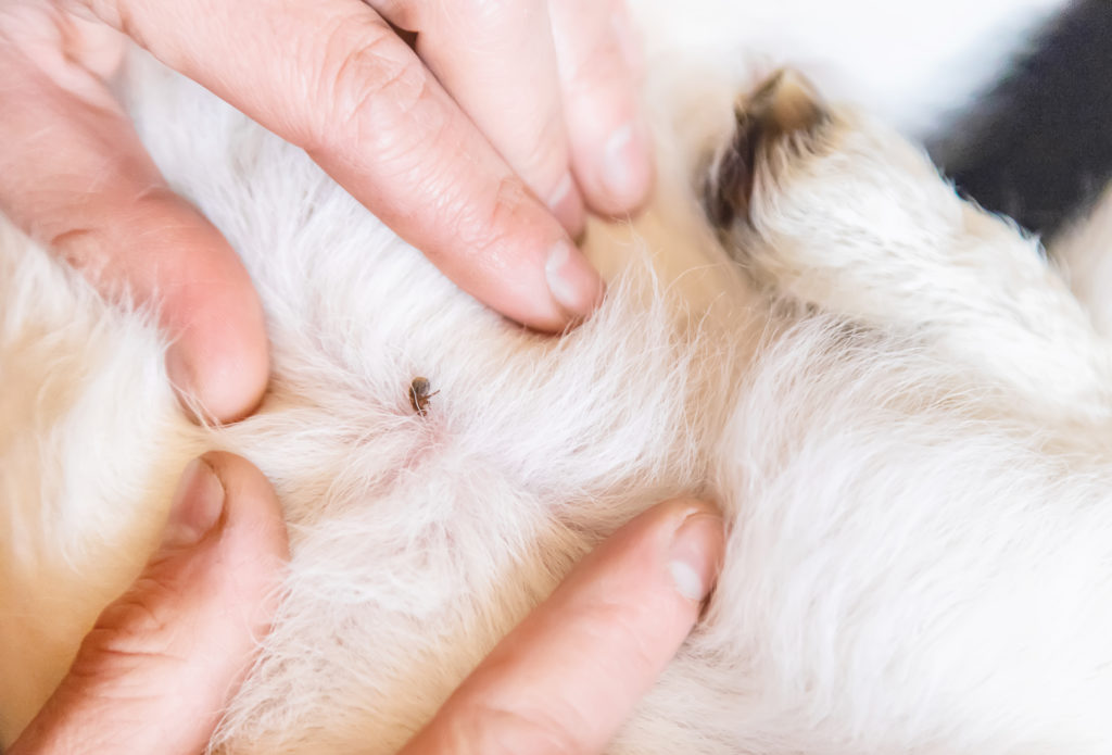 Can Animals Get Lice?
