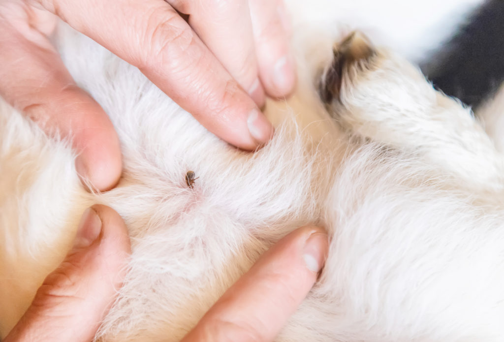 Cat shop lice removal