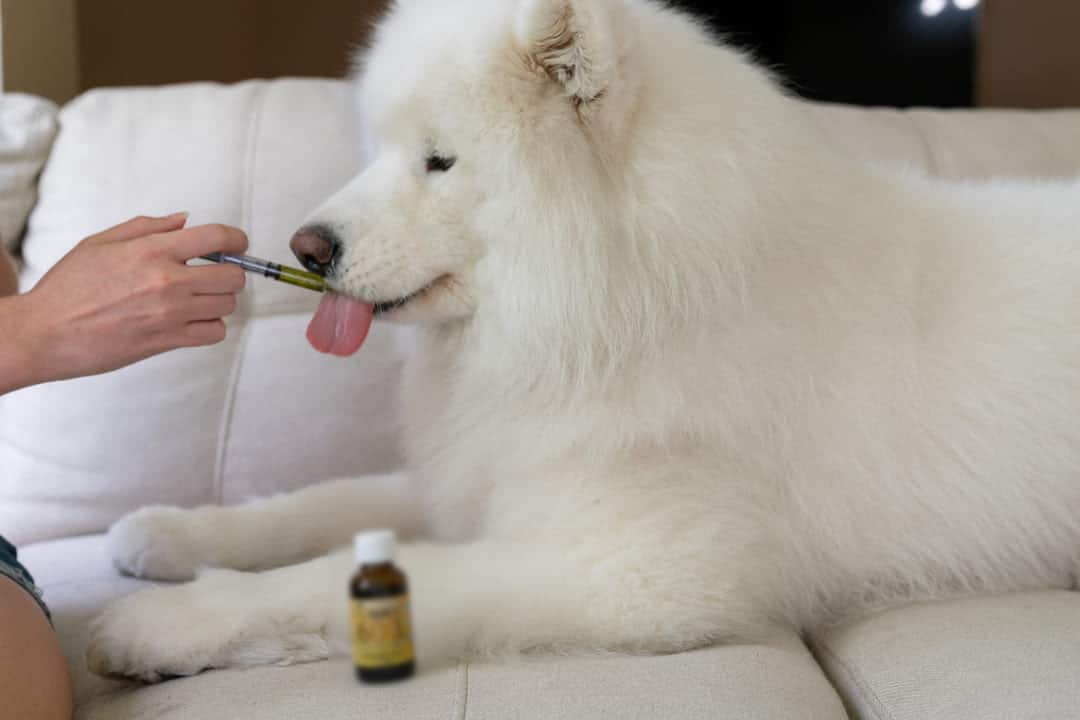 Copaiba & Dha Oil for Pets