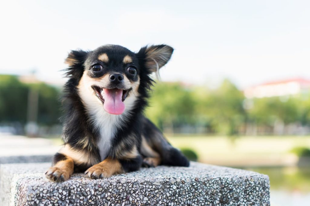 Common Health Issues in Blue Chihuahuas - wide 2