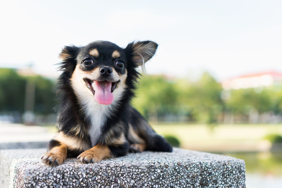 Common Chihuahua Health And Behavior Issues