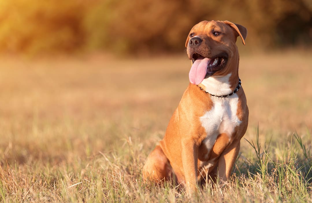 Fab – Natural Wellness Products for Pitbulls