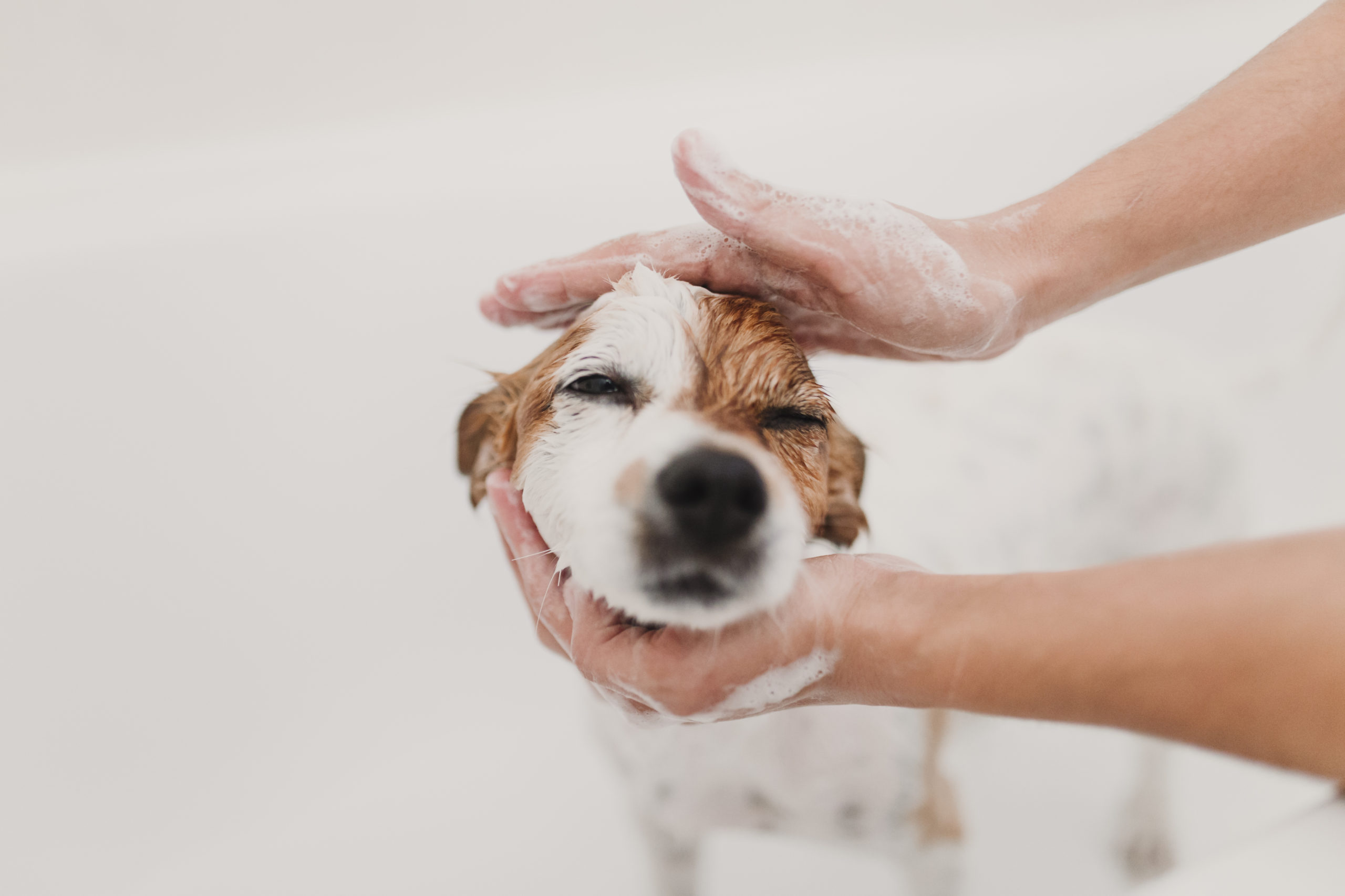 wet dog bathing