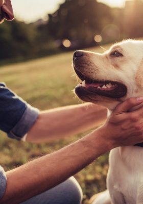 10 Benefits To Owning A Dog