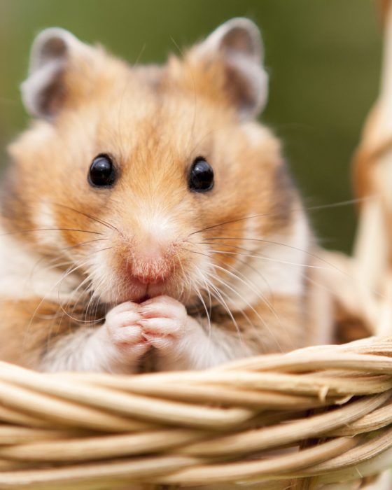 A Guide to Different Types of Hamsters