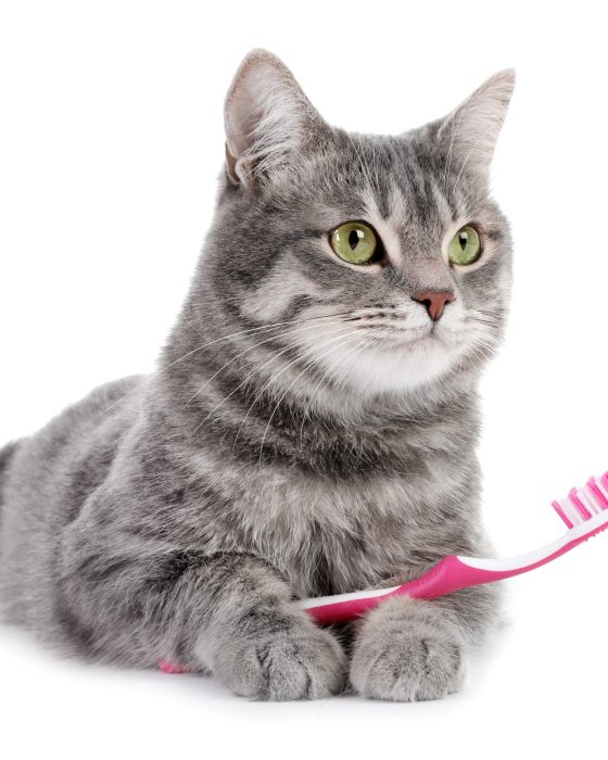 Best Cat Teeth Cleaning Tips That Every Owner Should Know