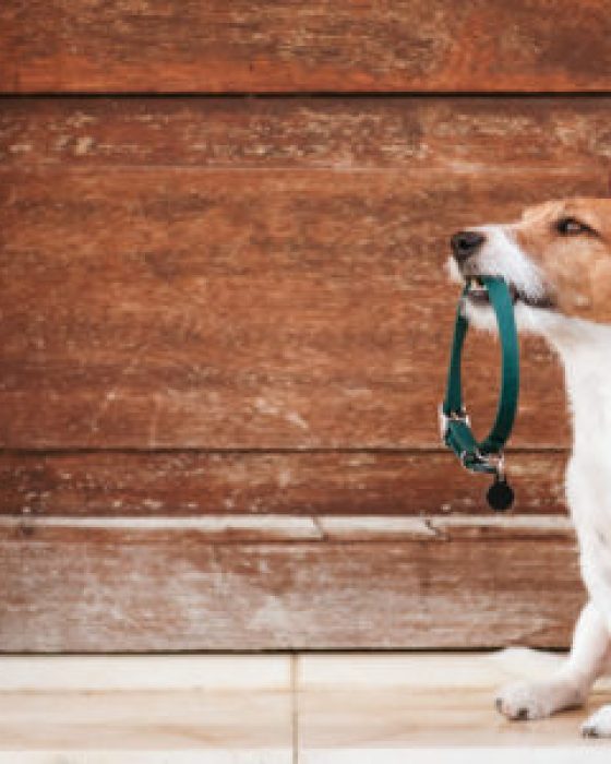 Best Dog Collars For 2021