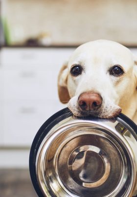 Best Dog Food for Sensitive Stomach