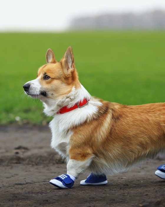 Best Dog Shoes and Socks