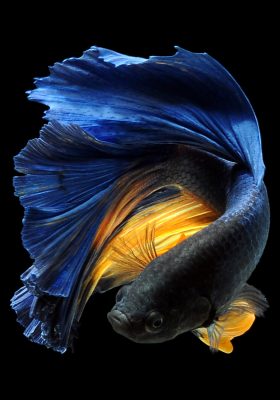 Betta Fish Care History and Complete Guidance About Them