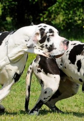 Caring for Great Dane