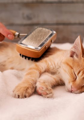 Cat Grooming: Tips & Things You Should Know About It