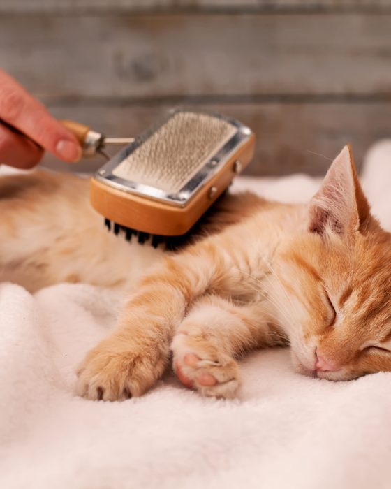 Cat Grooming: Tips & Things You Should Know About It