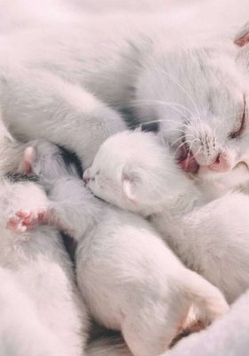 Cat Pregnancy: All You Need to Know