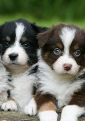 Common Struggles Australian Shepherd Owners Deal With