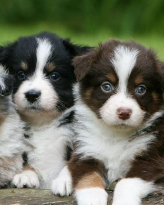 Common Struggles Australian Shepherd Owners Deal With