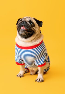 Cutest Dog Clothes for 2020