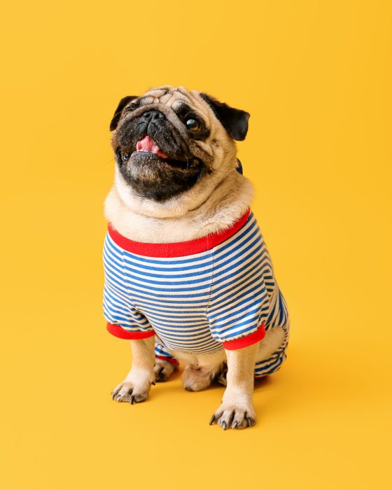 Cutest Dog Clothes for 2020