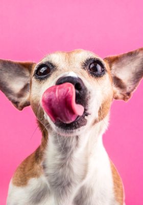 Should You Let Your Dog Lick Your Face?