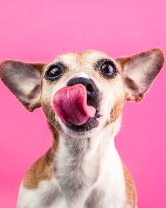 Should You Let Your Dog Lick Your Face?