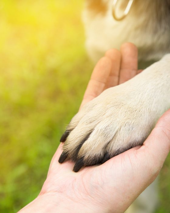 Your Guide on How to Get an Emotional Support Dog