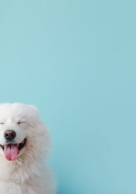 Fluffy Dog Breeds: Your Perfect Fuzzy Companion