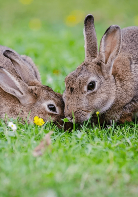 How Long Do Pet Rabbits Live