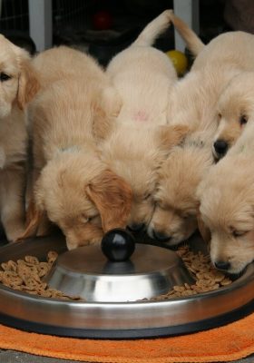 How Much Should You Feed Your Dog
