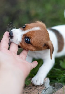 How Stop to a Puppy from Biting