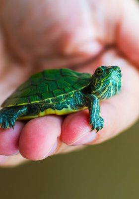 How to Best Take Care of Your Pet Turtle