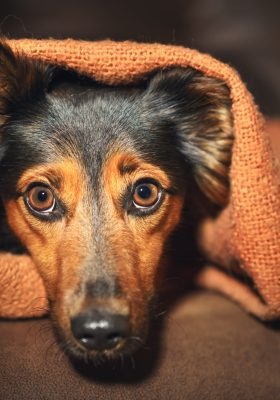 How to Calm Down Your Anxious Dog