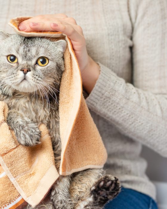 How to Easily Give Your Cat a Bath